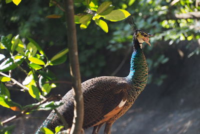 Close-up of a bird perching on a tree