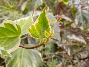 Close-up of green leaves on plant
