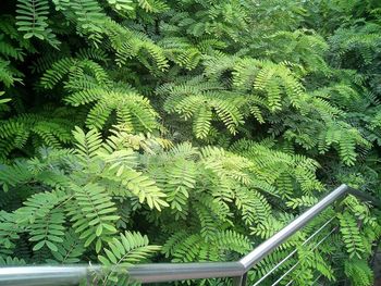 Plants growing on tree