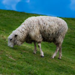 Grazing sheep in new zealand
