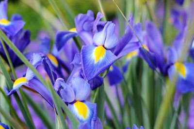 Close-up of purple crocus blooming outdoors