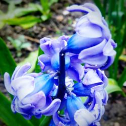 Close-up of purple iris