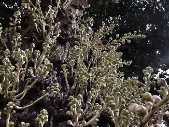 Close-up of coral in sea