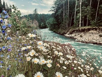 Scenic view of lake amidst trees in forest