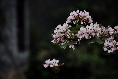 Close-up of pink cherry blossoms