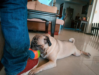 Man with dog at home