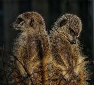 meerkat