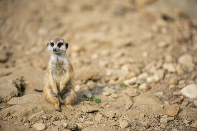 Portrait of an animal on land