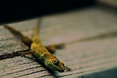 Close-up of lizard on table