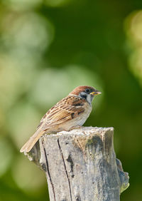 Close-up of bird perching on wooden post