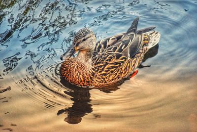 High angle view of duck swimming in lake