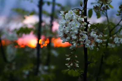 Close-up of white flowering plant