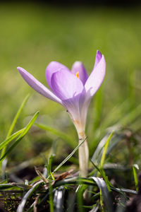 Close-up of purple crocus flower on field