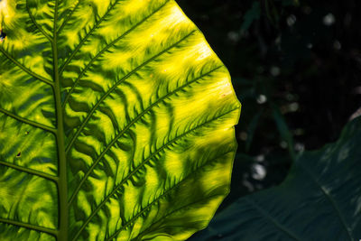 Close-up of yellow leaves on tree