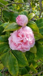 Close-up of pink flowers