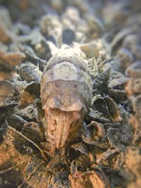 Close-up of crab in water