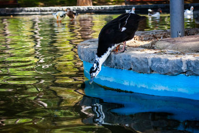 Duck swimming in a lake