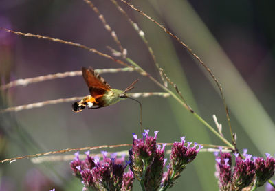 African hummingbird hawk-moth macroglossum trochilus pollinating a flower