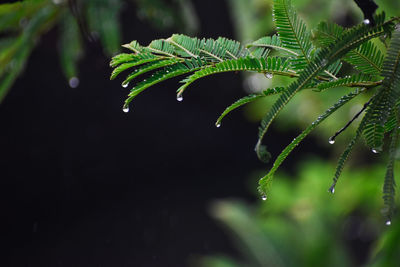 Close-up of wet plant leaves during rainy season