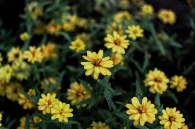 Close-up of yellow flowering plants