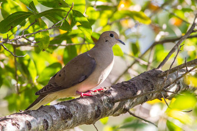Bird perching on a tree