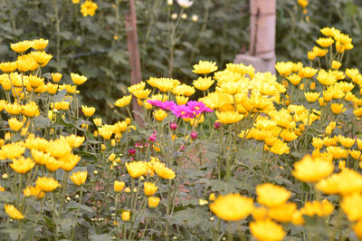 Garden full of yellow and pink flowers photo