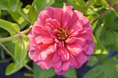 Close-up of pink flowering plant