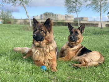 German shepherds berga shein from fort ogir, lapland legerland