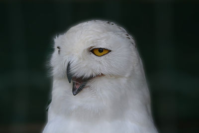 Close-up of white owl