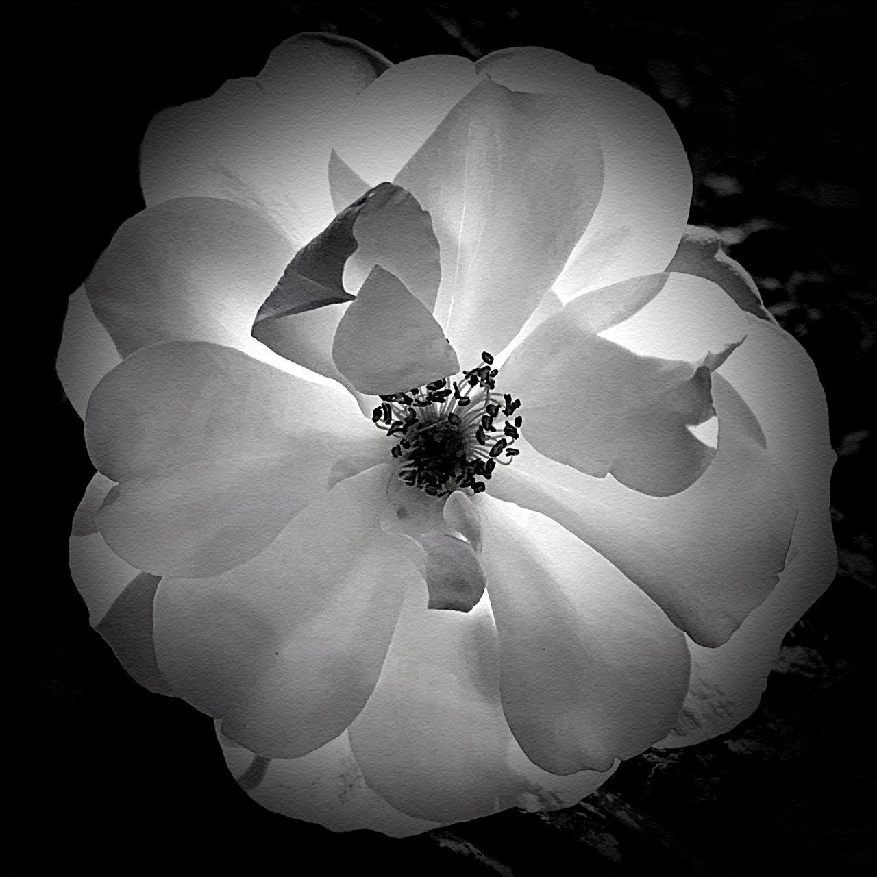 CLOSE-UP OF WHITE ROSE FLOWER