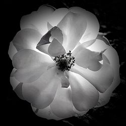 Close-up of white rose