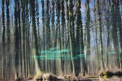 Trees growing in forest