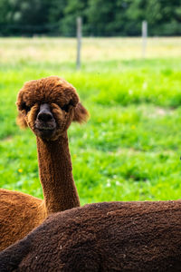 Close-up of an animal on land