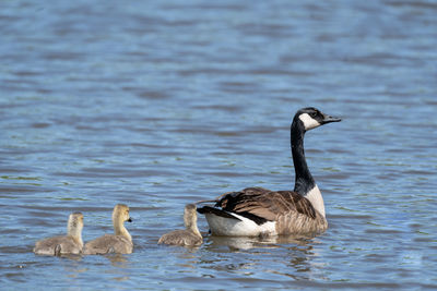 A canada goose swimming in a lake followed by her goslings.