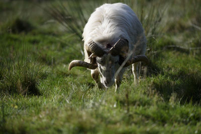 Close-up of cow on field