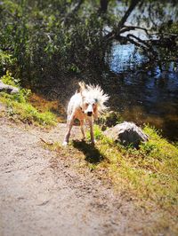 Dog standing in water