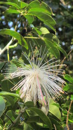 Close-up of plant