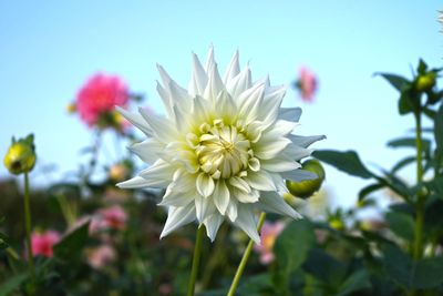 Close-up of yellow flowers blooming outdoors
