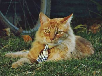 Close-up portrait of cat sitting on grass