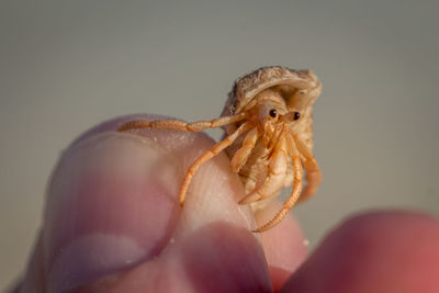 Close-up of a hand holding crab