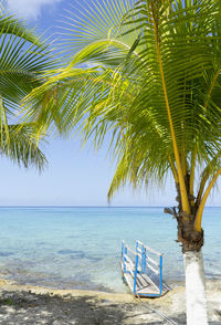 Palm trees on beach against sky