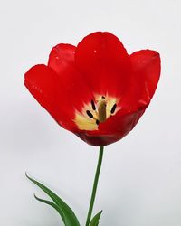 Close-up of red rose against white background