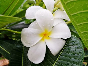 Close-up of wet white flower in rainy season