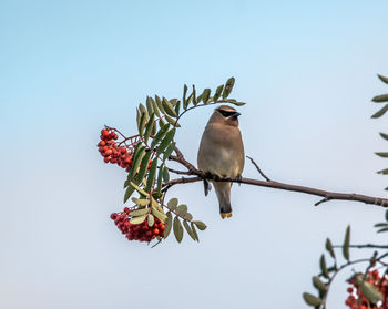 Low angle view of cedar waxwing perching on cherry tree against clear sky