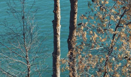 Bare trees by lake