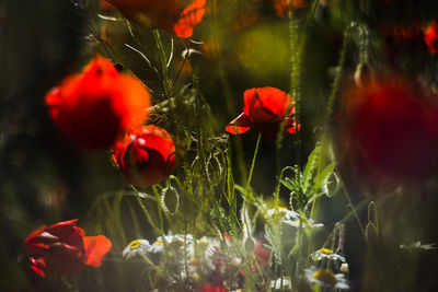 Close-up of red poppy flowers