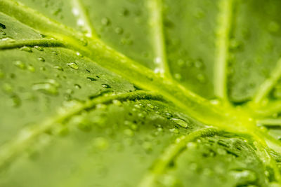 Detail shot of water drops on leaf