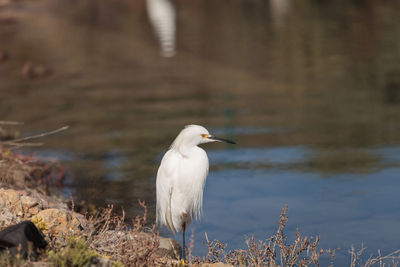 Side view of a bird against rippled water