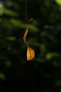 Close-up of dried leaf on plant