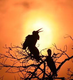 Low angle view of silhouette bird perching on tree against sky during sunset